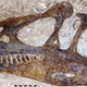 Fossilized skull of specimen DINO 11541.